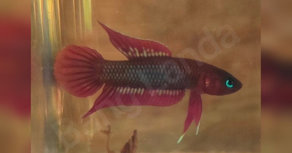 Tanggokers dan Pemkab Bangka Selatan Jalin Kerja Sama Selamatkan Ikan Tempalak Mirah dari Kepunahan
