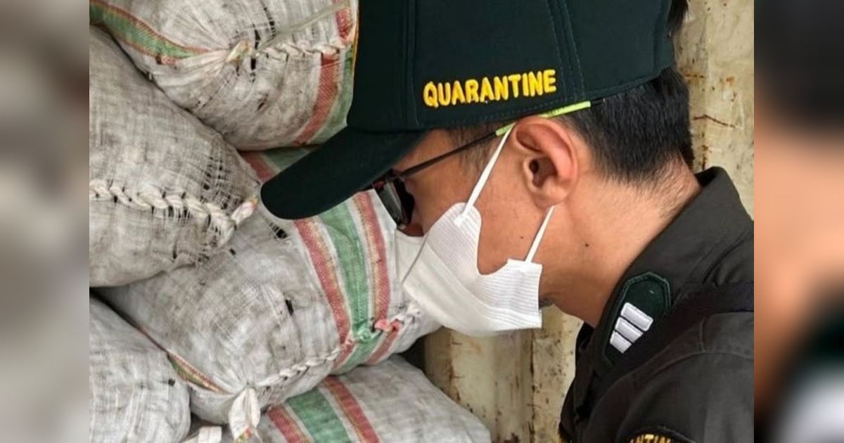 Harga Kopra di Halmahera Utara Tembus Rp20.250 per Kg, Pemkab Jamin Petani Tak Dirugikan