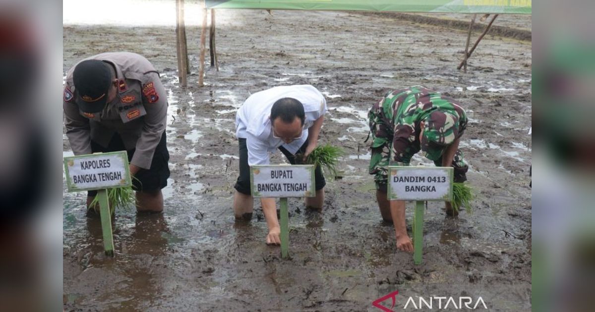 Bangka Tengah Perkuat Ketahanan Pangan: 40 Hektare Sawah Ditanam di Desa Belilik
