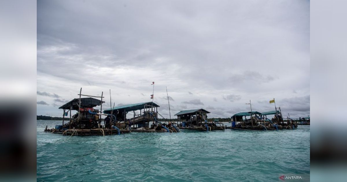 Koperasi Timah Merah Putih: Solusi Atasi Tambang Ilegal di Bangka Belitung?