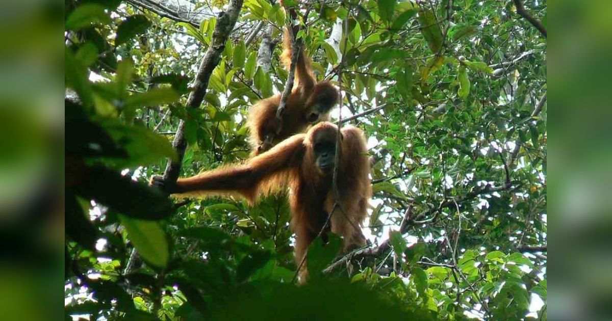 Pemkab Aceh Selatan Bahas Pengelolaan Tahura Trumon dengan Kemenhut