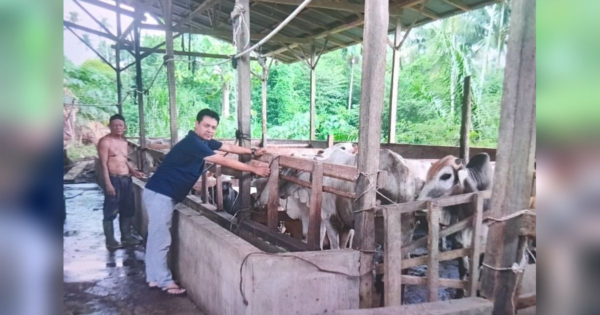 Permintaan Hewan Kurban di Pasaman Naik Jelang Idul Adha 2025
