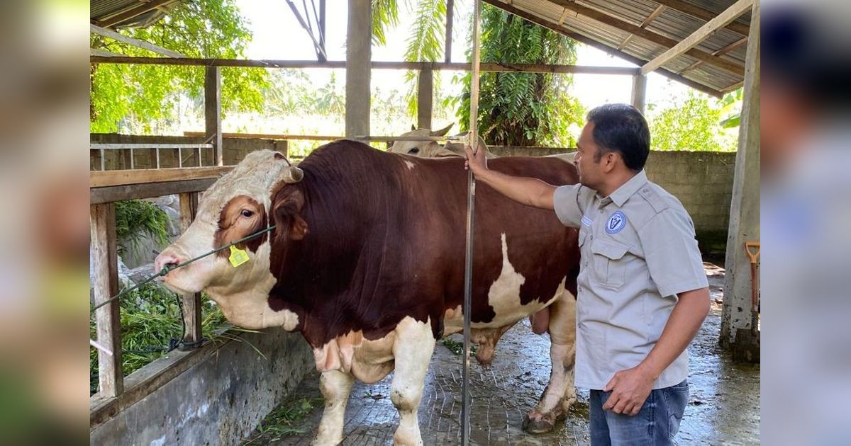 Sapi Simental Pasaman Barat Diusulkan Jadi Hewan Kurban Presiden Prabowo