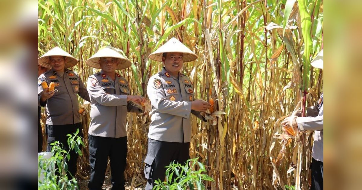 Polres Pasaman Barat Sukses Panen Jagung di Lahan Tidur, Inspirasi Ketahanan Pangan Nasional
