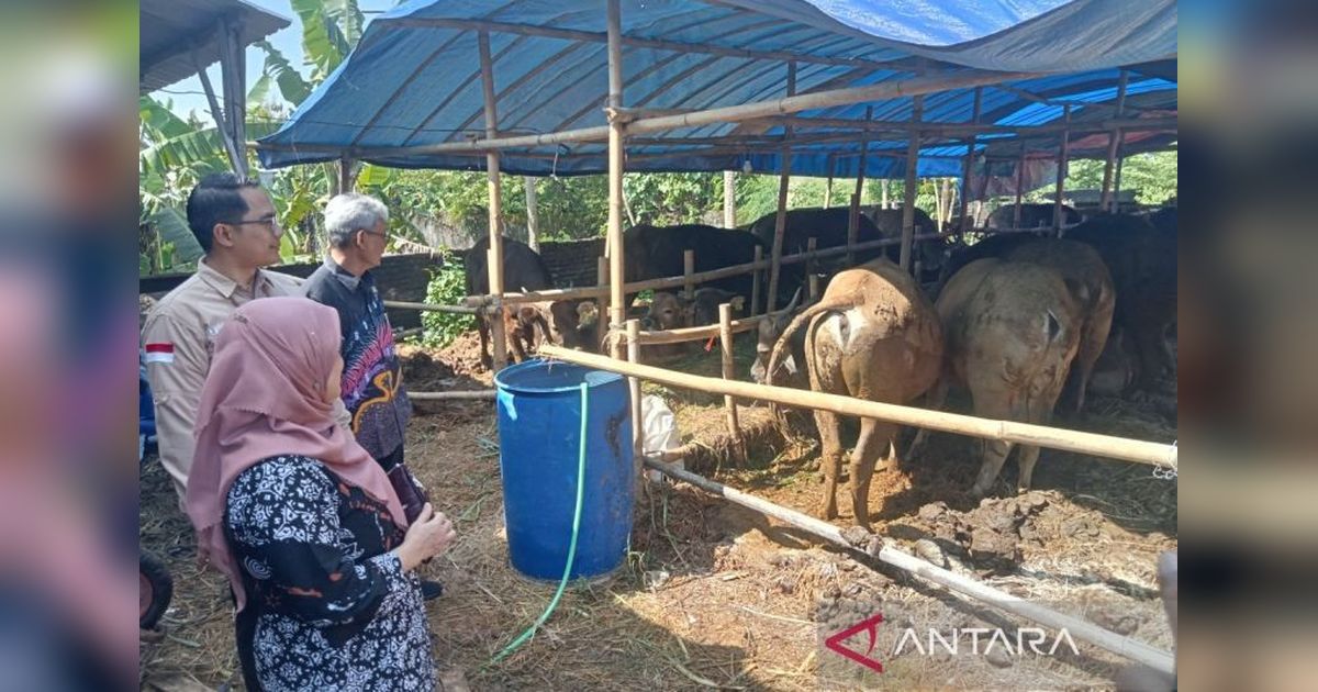 TPID DIY Pantau Ketersediaan Hewan Kurban di Bantul Jelang Idul Adha: Antisipasi Lonjakan Harga dan Penurunan Permintaan