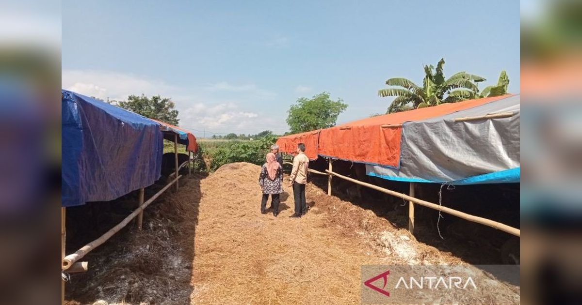 Hewan Kurban di Bantul Cukup untuk Idul Adha 1446 H, Pemkab Pastikan!