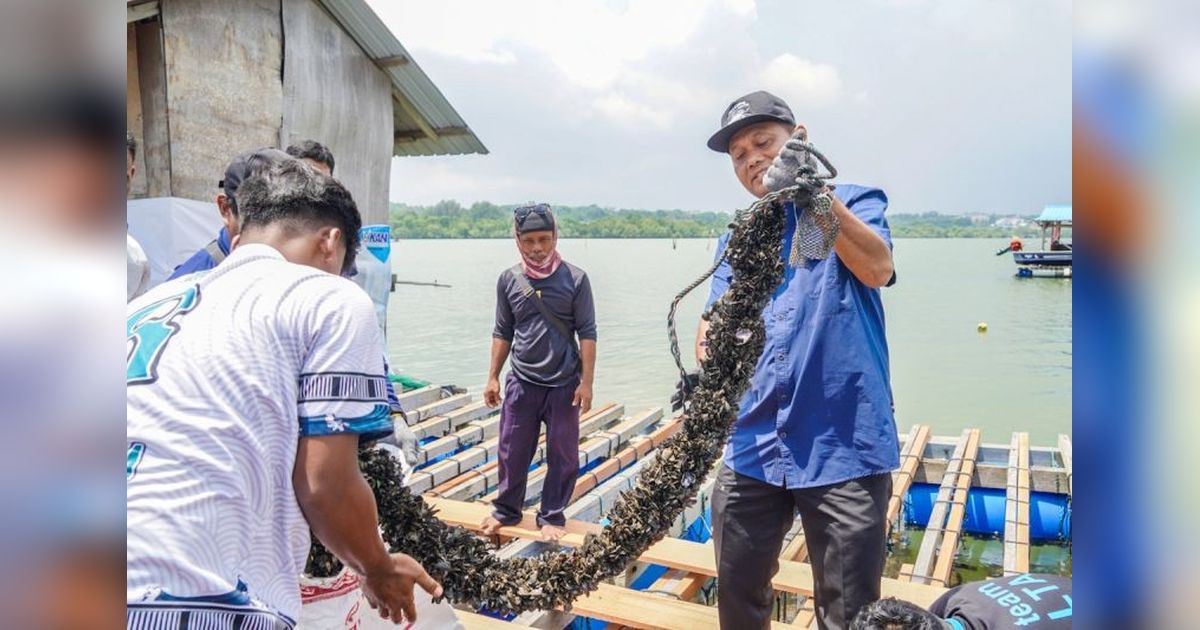 KKP Sukseskan Model Budidaya Lobster di Batam, Dongkrak Pendapatan Pembudidaya Kerang