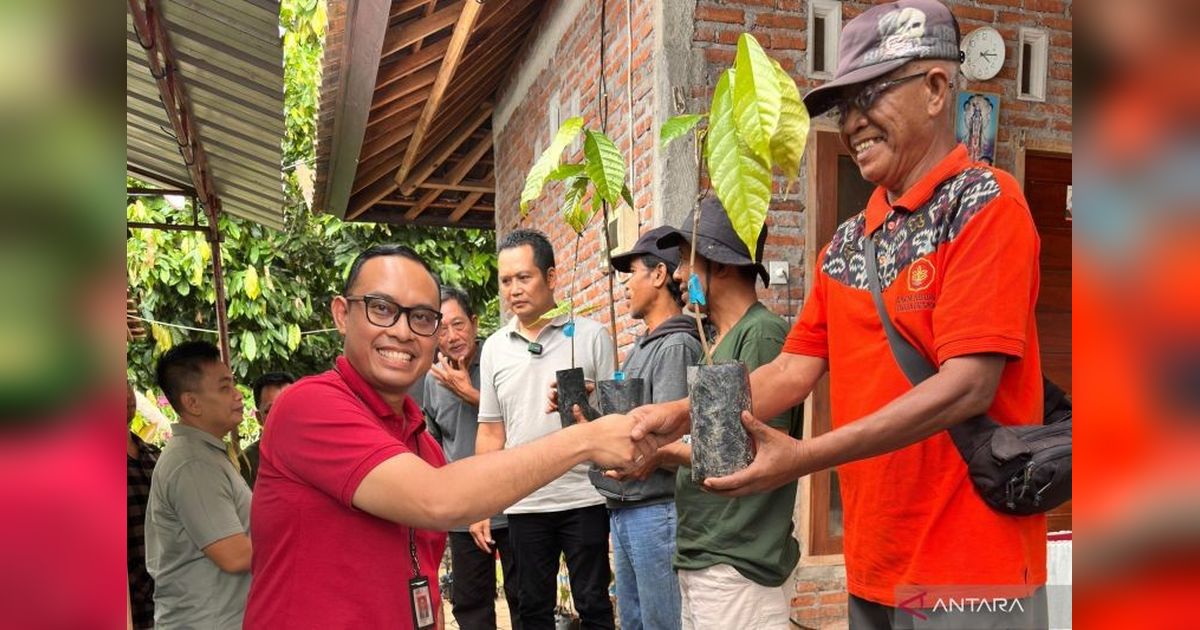 OJK Bali dan Pemkab Jembrana Dorong Ekonomi Daerah lewat Bantuan Bibit Kakao