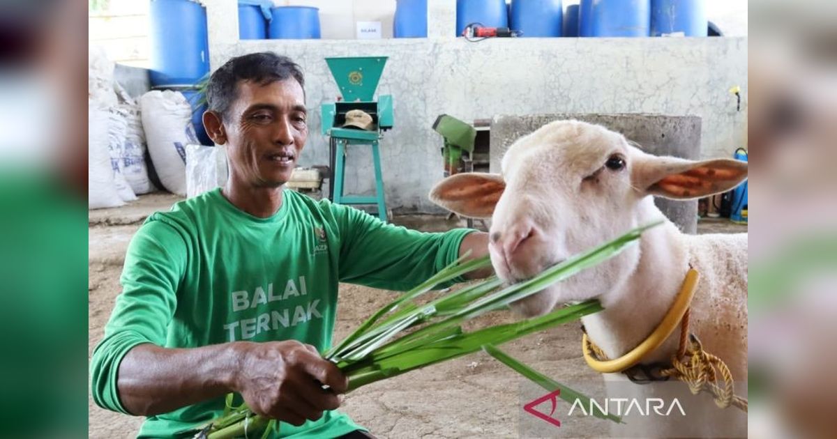 Baznas Blora: Program Balai Ternak Dorong Kesejahteraan Peternak dan Entaskan Kemiskinan