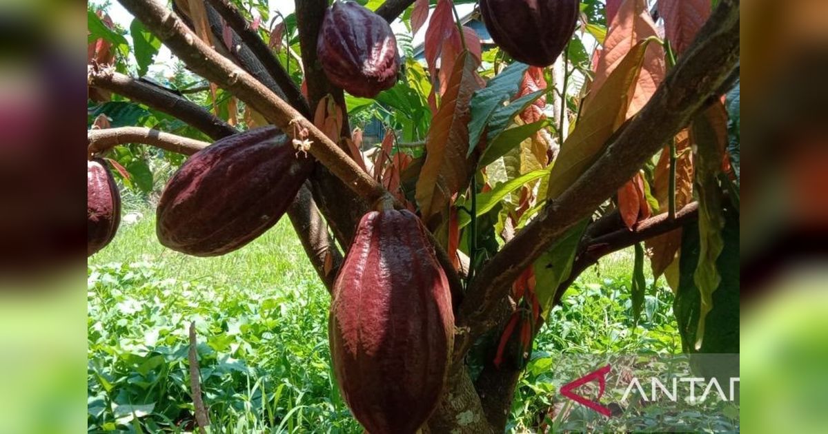 BI Sulsel Dorong Kejayaan Kakao Sulawesi Selatan Kembali