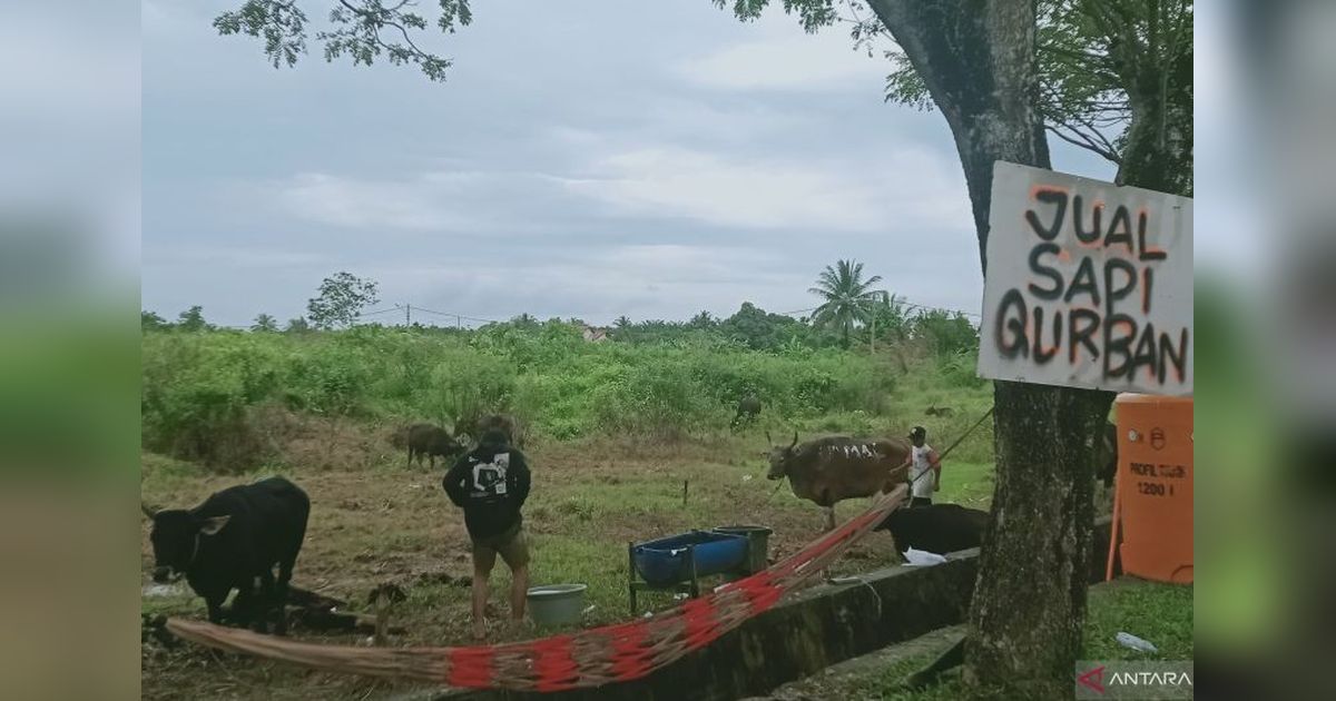 Penajam Paser Utara Siapkan 1.200 Hewan Kurban untuk Idul Adha 2025, Jaminan Kesehatan Terjamin