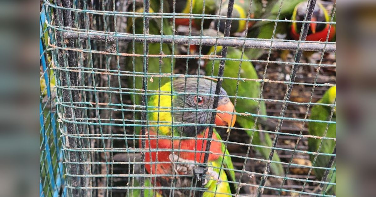 Gagalkan Penyelundupan 81 Ekor Burung di NTB, Sinergi Karantina dan BKSDA Selamatkan Satwa Langka