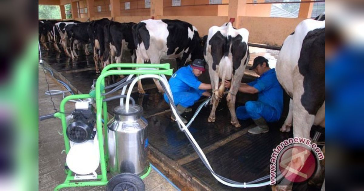 Ekosistem Peternakan Sapi: Solusi Tekan Impor dan Wujudkan Swasembada Pangan?