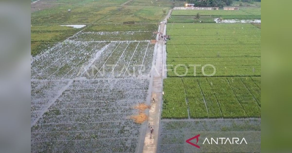 Kementan Siapkan Mitigasi Jangka Panjang Cegah Banjir Landa Sawah Samarinda