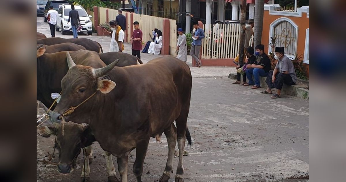 Sumsel Pastikan Stok Hewan Kurban Idul Adha 2025 Aman dan Cukup