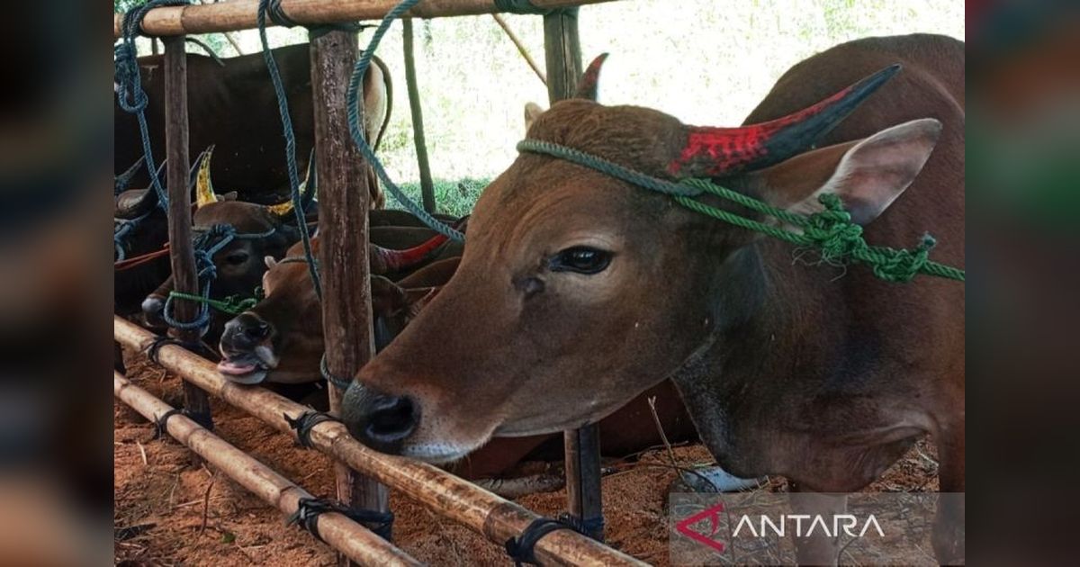 100 Sapi Siap Kurban di Batola Jelang Idul Adha 2025, Harga Naik!
