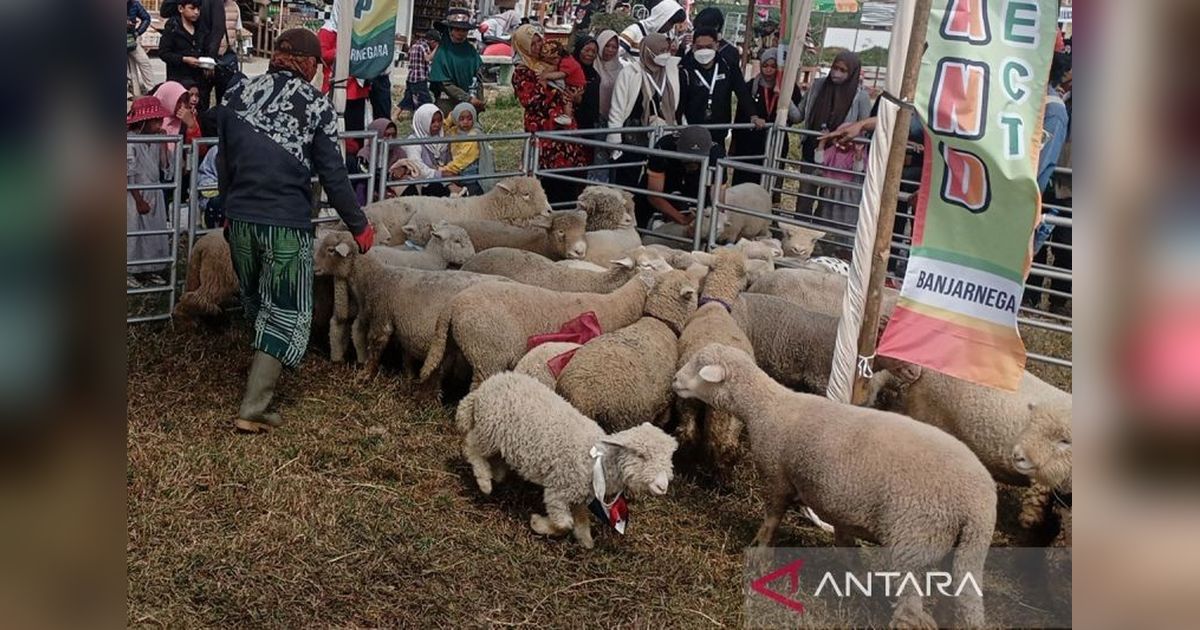 Stok Ternak Kurban di Banjarnegara Aman Jelang Idul Adha