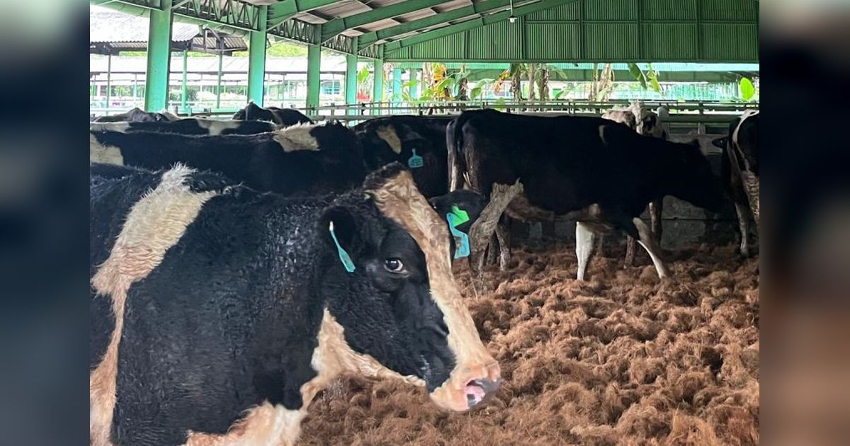 Kementan: Kedatangan 1.213 Sapi Bunting di Cilacap, Bukti Nyata Kemitraan Perkuat Ketahanan Pangan