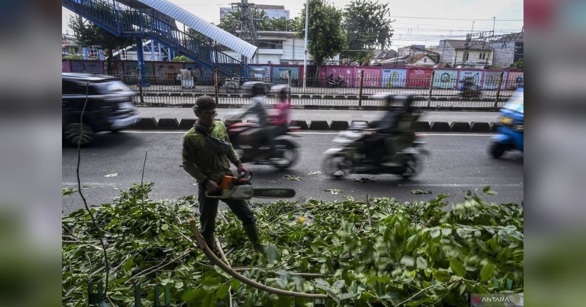 Ribuan Pohon Dievakuasi di Jakarta Barat: Sudin Tamhut Lakukan Penanganan Selama Lima Bulan
