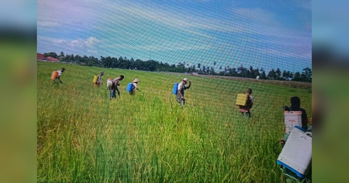 Petani Agam Dianjurkan Tanam Bibit Padi Tahan Wereng