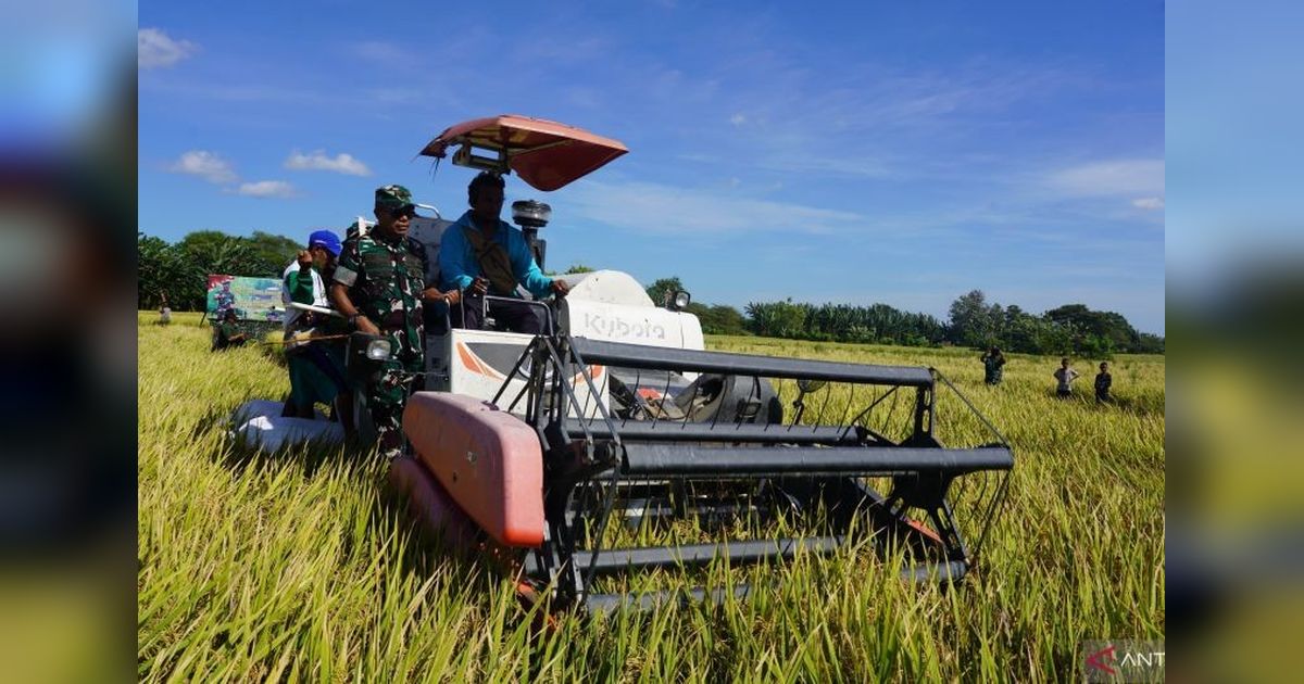 Korem 161/Wira Sakti dan Bulog NTT Sukses Panen Raya Padi di Kupang