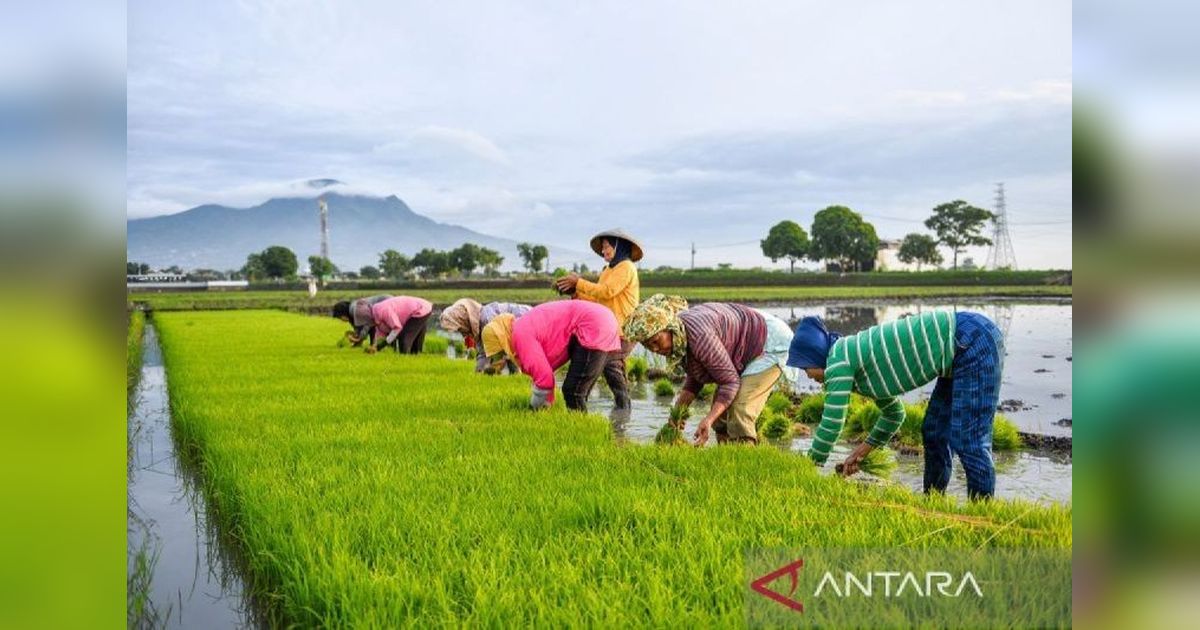 Hilirisasi Pertanian: Isu Penting dalam Revisi UU Pangan