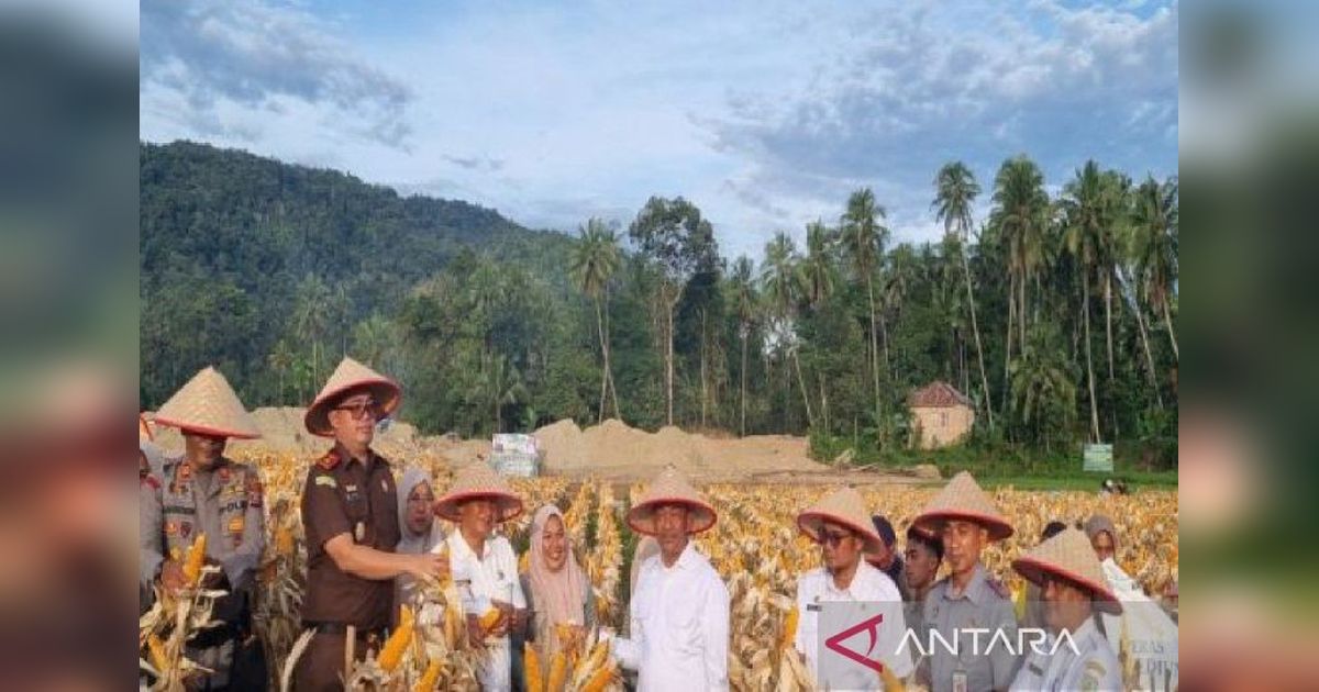 Pemkab Mandailing Natal Dorong Warga Tanam Palawija, Dukung Ketahanan Pangan Nasional