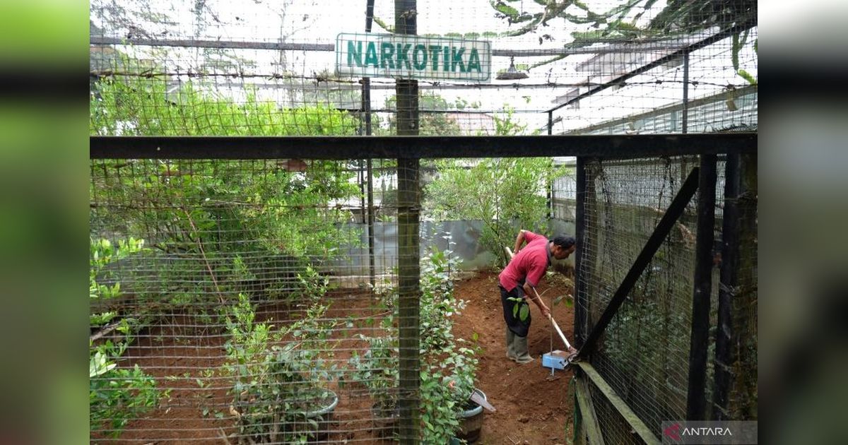 Masa Depan Bangsa: Kesehatan Tanaman, Pilar Ketahanan Pangan Indonesia