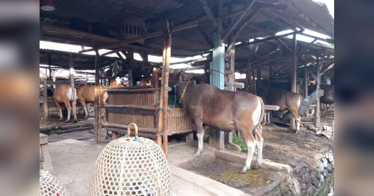 Mataram Buka Kembali Pintu Masuk Ternak dari Pulau Sumbawa Jelang Idul Adha