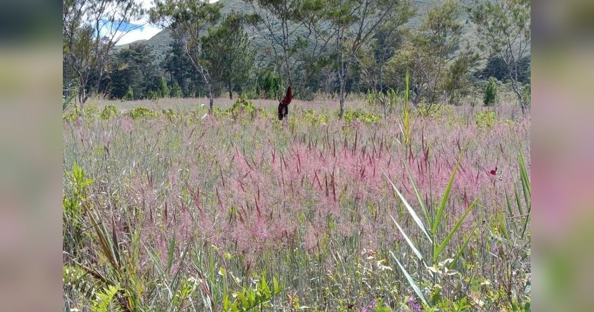 Owasi-Owasika: Keajaiban Rumput Mei di Lembah Baliem yang Memukau