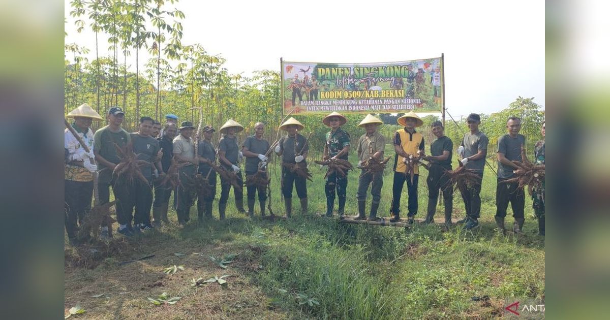 Kodim Bekasi dan Warga Setu Panen Raya Singkong: Wujudkan Kemandirian Pangan Nasional