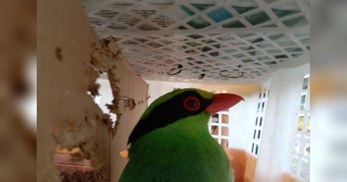 668 Burung Diselundupkan di Lampung, 47 Ekor Termasuk Spesies Dilindungi