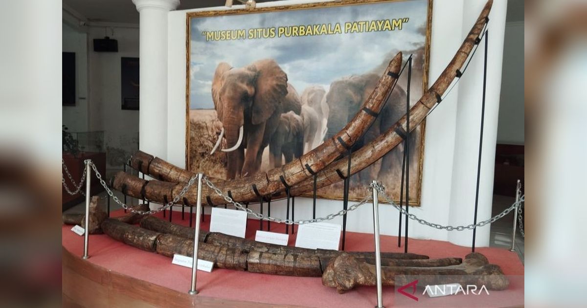 Situs Patiayam Kudus: Penggalian Fosil Gajah Purba Diperluas, Jadi Objek Wisata Baru!