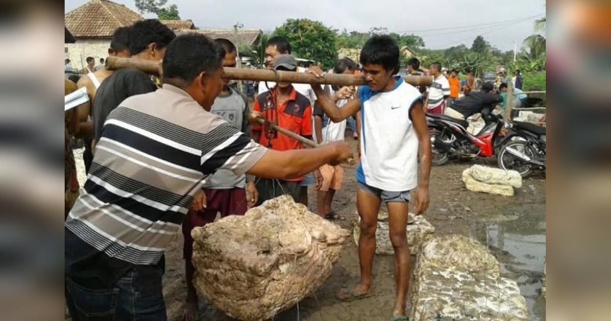 Harga Getah Karet di OKU Naik, Petani Kembali Semangat!
