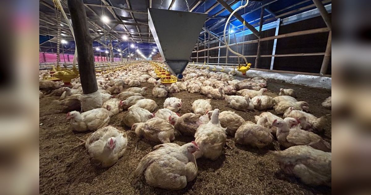 Kementan Kendalikan Produksi Ayam untuk Stabilkan Harga di Tingkat Peternak
