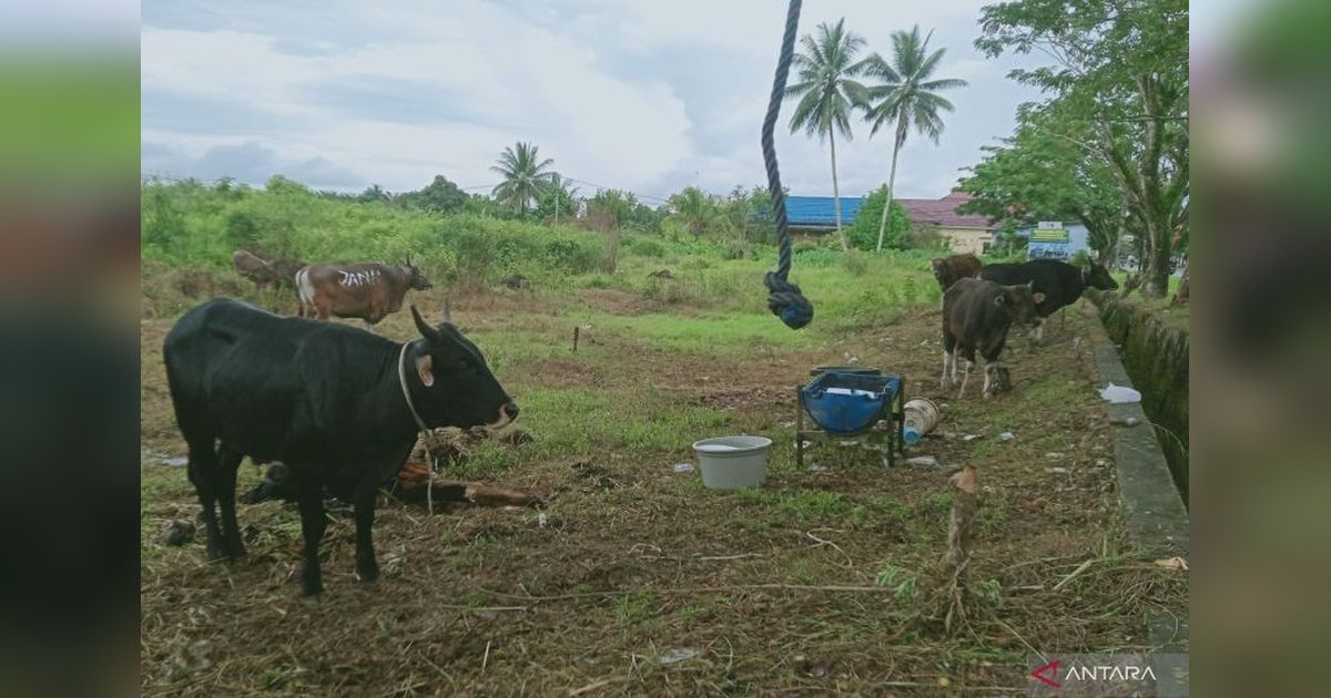 Pemkab Penajam Paser Utara Periksa Ulang Hewan Kurban Jelang Idul Adha