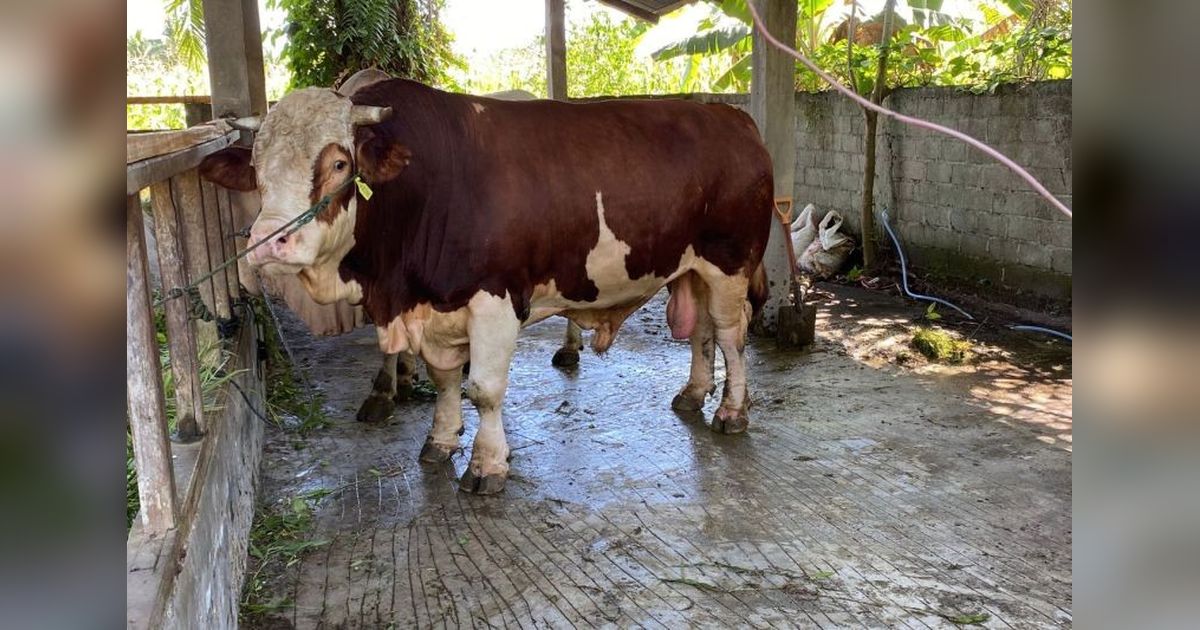 Pemeriksaan Hewan Kurban di Pasaman Barat: Dua Tahap untuk Jamin Kesehatan Daging Idul Adha