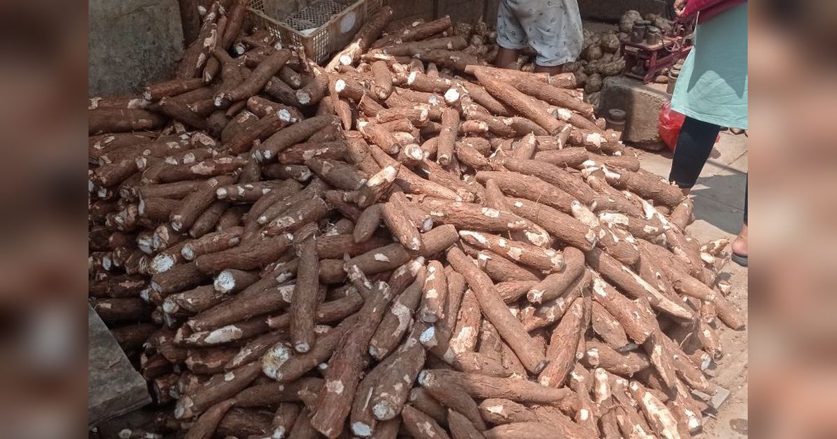 Produksi Palawija Lebak Tembus 2.887 Ton, Petani Singkong Raup Untung Besar!