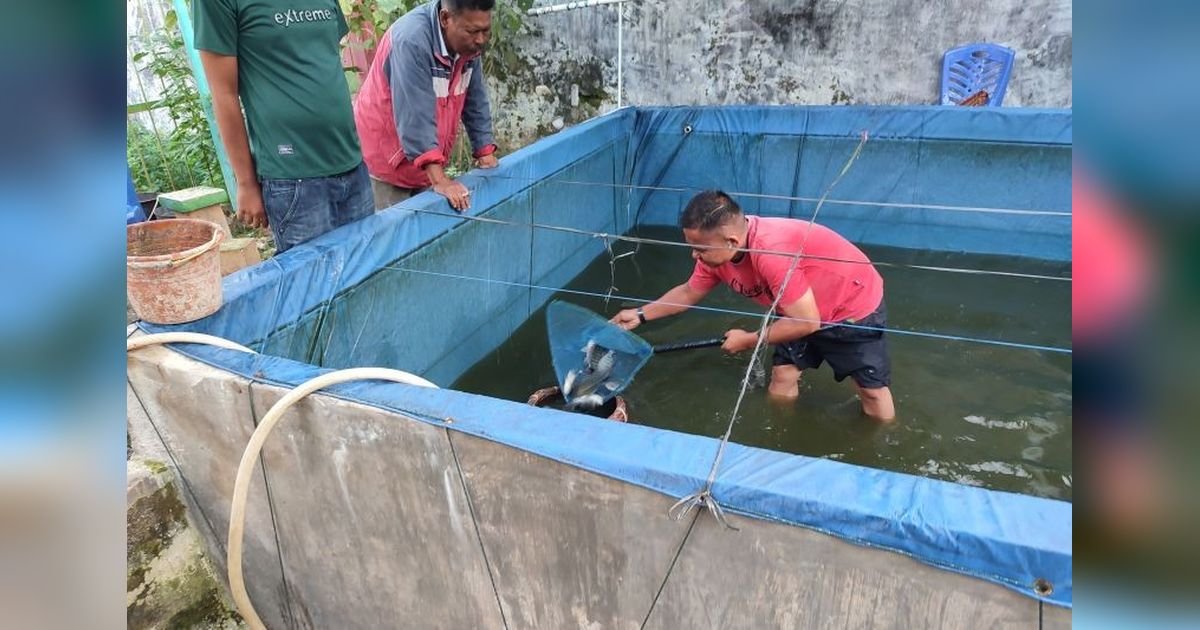 Rutan Lubuk Sikaping Panen Ikan Nila Bioflok: Wujud Ketahanan Pangan dan Pembinaan Warga Binaan