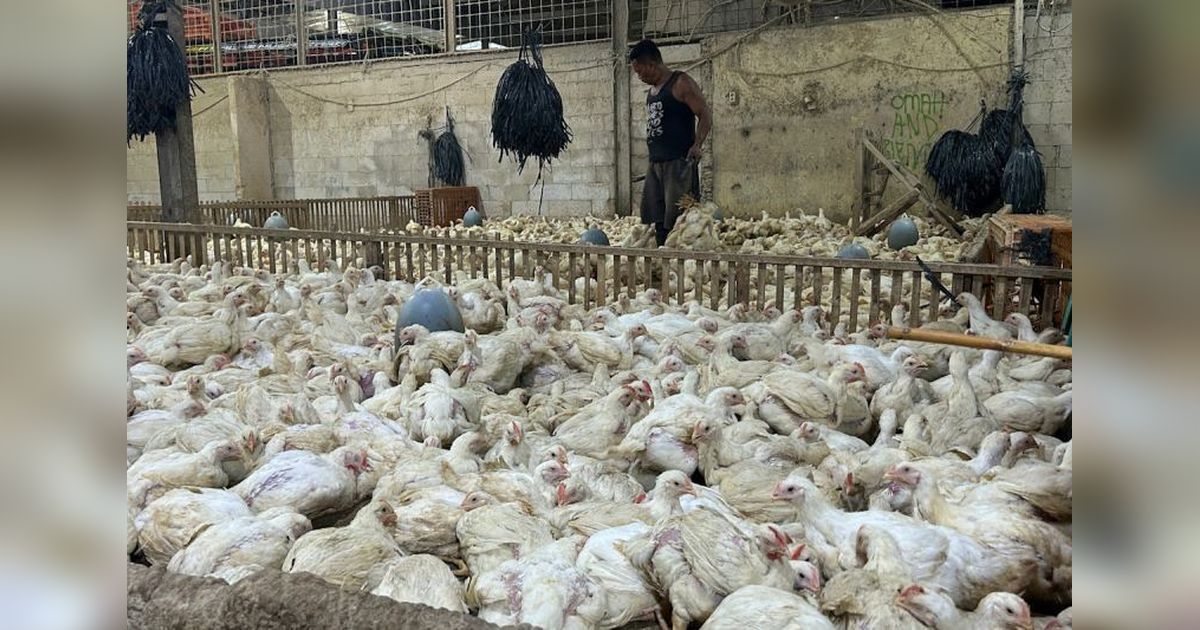 Kementan Awasi Distribusi Ayam Broiler di Jakarta, Jaga Stabilitas Harga dan Pasokan