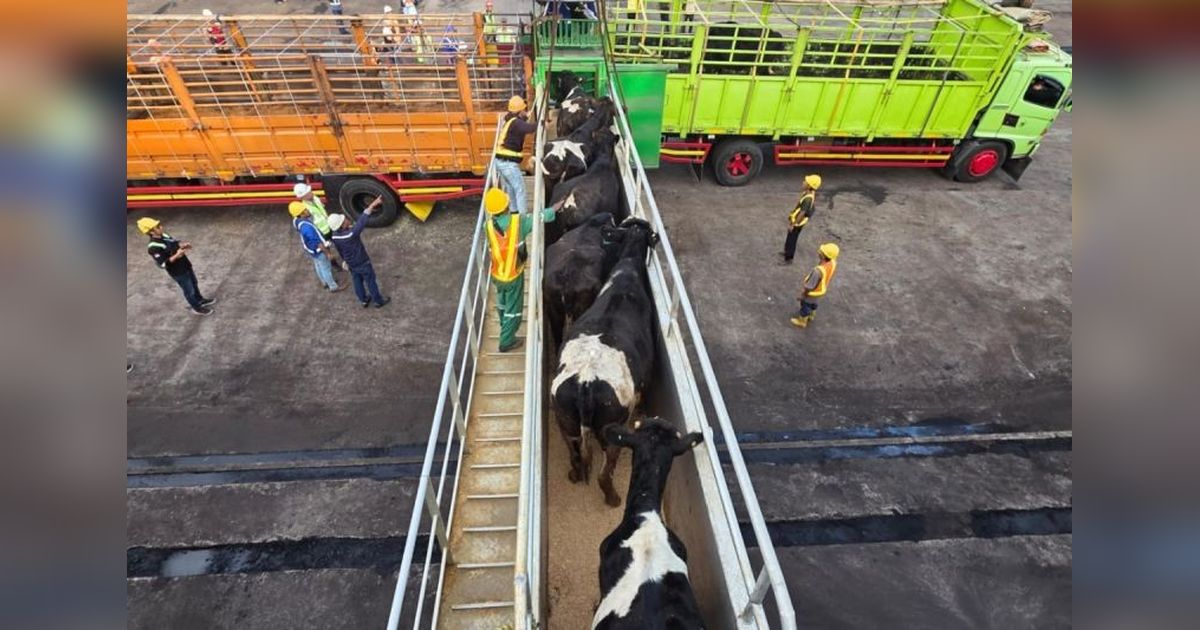 1.138 Sapi Australia Tiba di Cilacap, Balai Karantina Jateng Pastikan Kesehatan