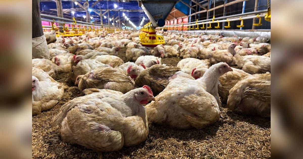 Kementan dan KPUN Jaga Harga Ayam, Lindungi Peternak Mandiri