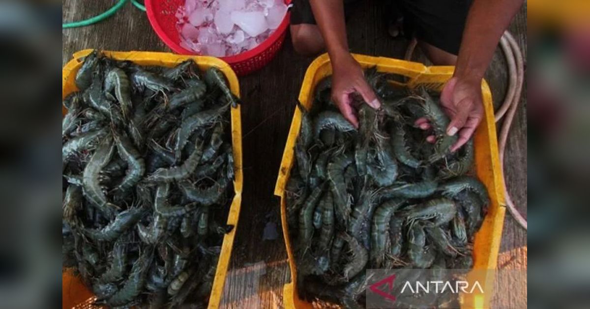 KKP Dorong Konsumsi Udang Nasional Lewat Kampanye Gemarikan
