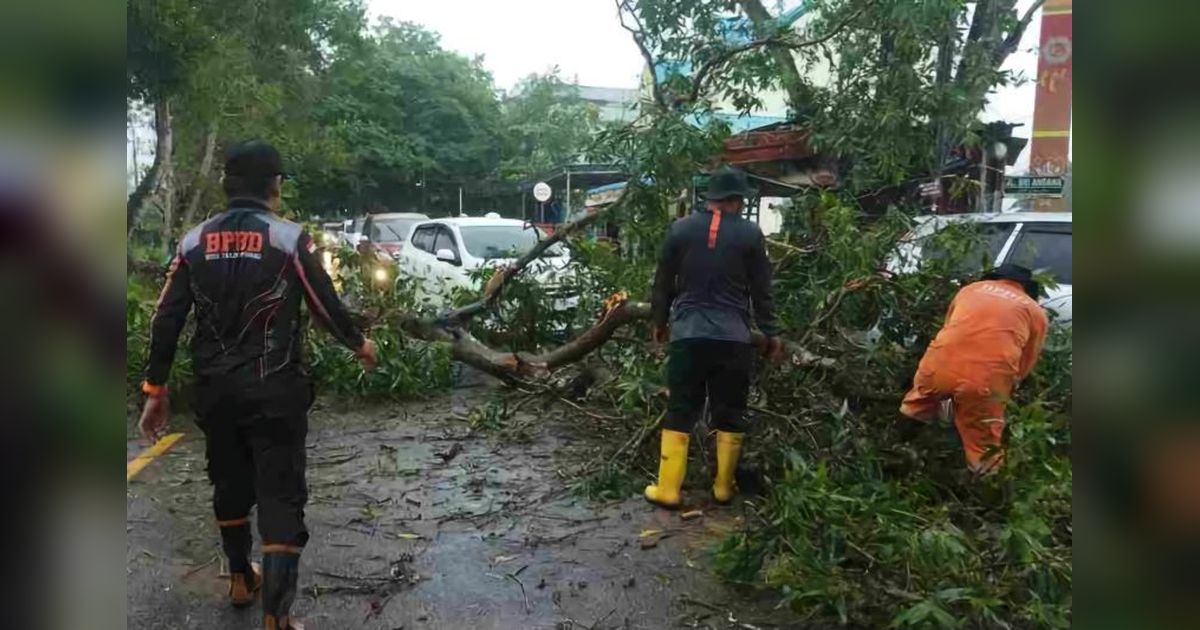 Dua Pohon Tumbang Akibat Cuaca Ekstrem di Tanjungpinang, BPBD Turun Tangan
