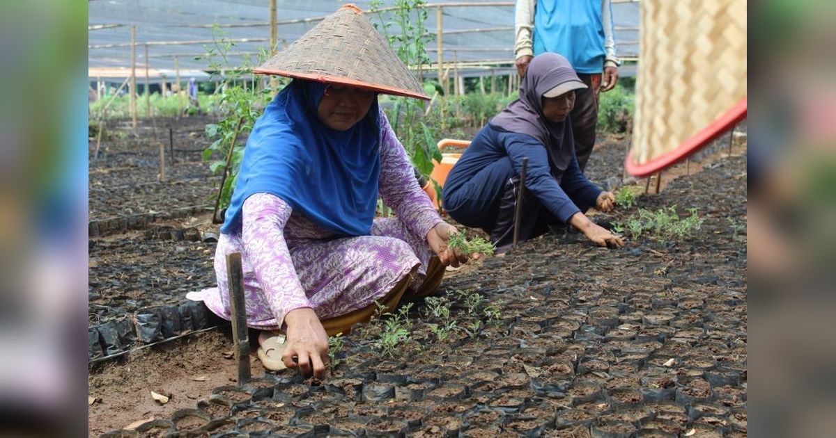 Ekosistem Biomassa Lampung: 653 KK Terlibat dalam Penanaman Akasia untuk Energi Terbarukan