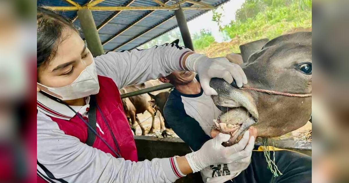 Jelang Idul Adha, Dinas Pertanian Tanjungpinang Periksa Ratusan Sapi Kurban