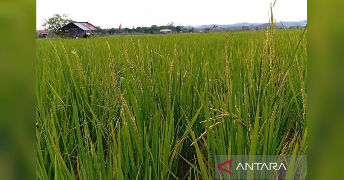 Kementan Identifikasi Ribuan Hektare Lahan untuk Cetak Sawah Baru di Kalimantan Timur