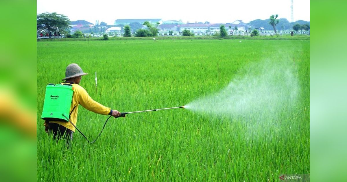 Lombok Tengah Genjot Produksi Padi: Musim Tanam Kedua Targetkan 32 Ribu Hektare