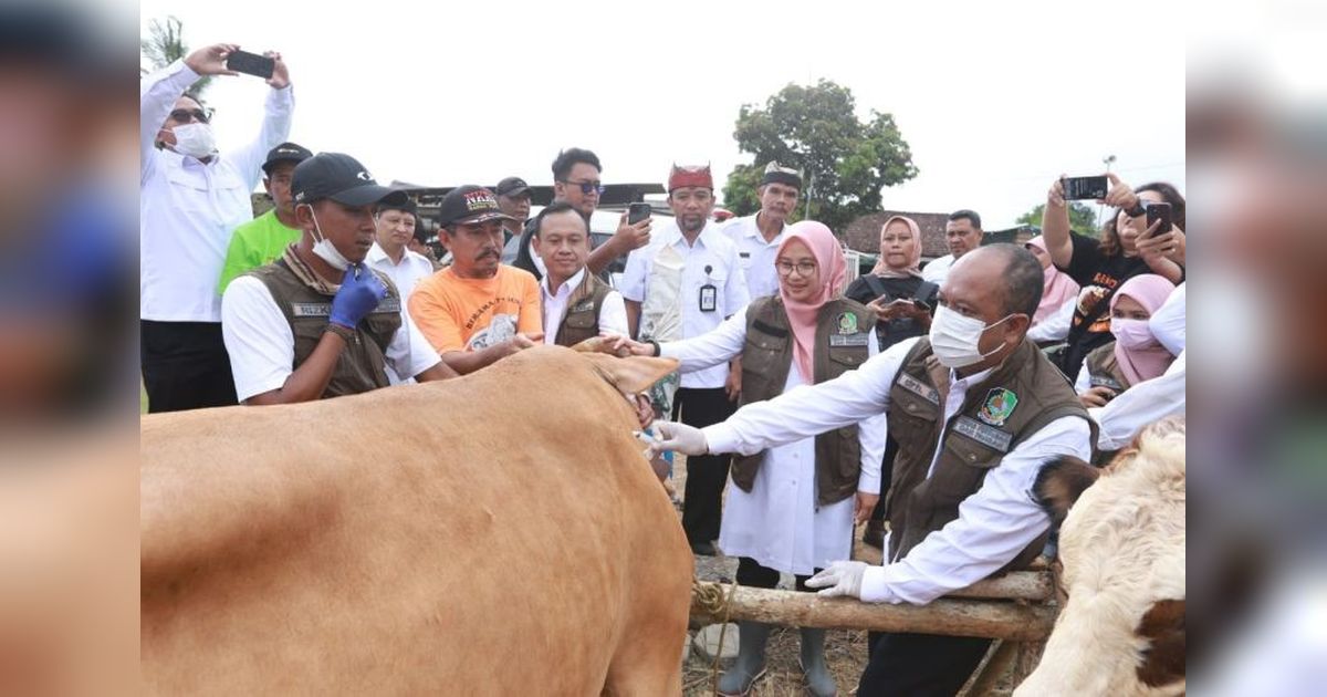 Banyuwangi Surplus Hewan Kurban Jelang Idul Adha, Siap Penuhi Kebutuhan Daerah Lain