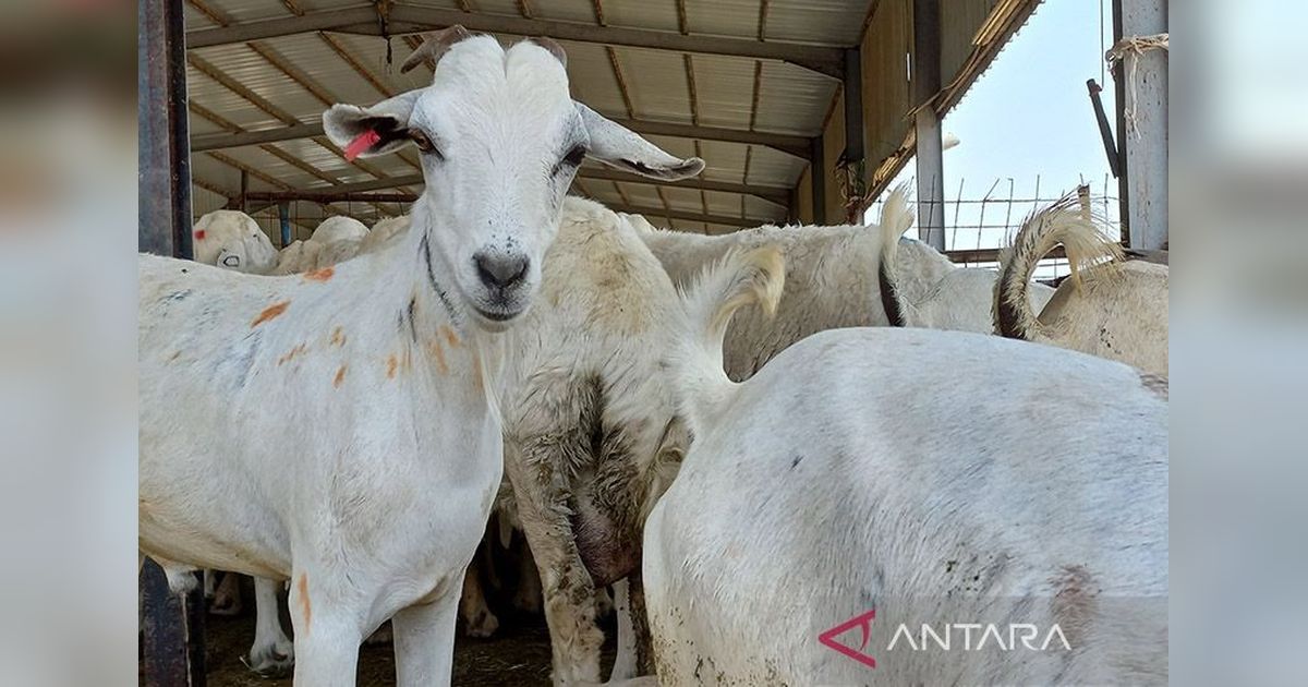 6 WNI Sempat Ditangkap di Arab Saudi karena Diduga Promosikan Dam Ilegal